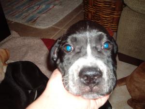 Blacklabmixpuppiesweeksold